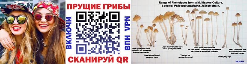 Псилоцибиновые грибы Psilocybe  Пустошка 